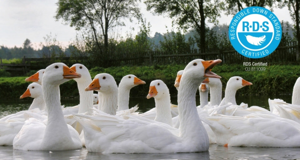 Ganzjahresdecke Daune Basic